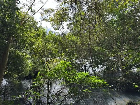 Dense forest around a river Stock Photos