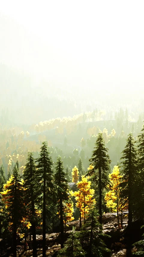 A dense forest atop a majestic mountain peak Stock Footage 276596953