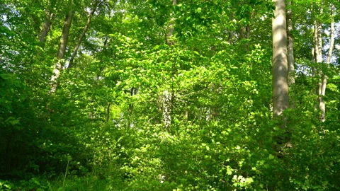 A dense forest background Stock Footage 157552516