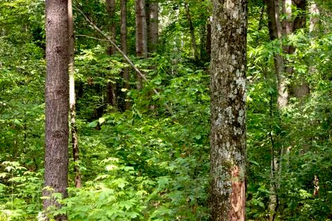 Dense forest background Photos