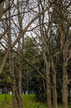 Dense forest of bare deciduous trees and evergreens in spring Stock Photos