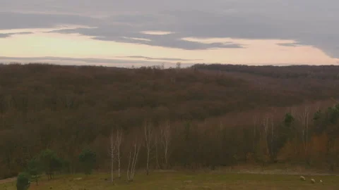 Dense forest, bare trees, peaceful pasture Stock-Footage 287189616