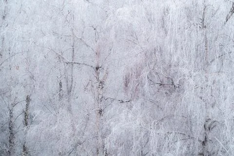 Dense forest of birch trees, completely covered with frost. A fabulous winter 库存照片