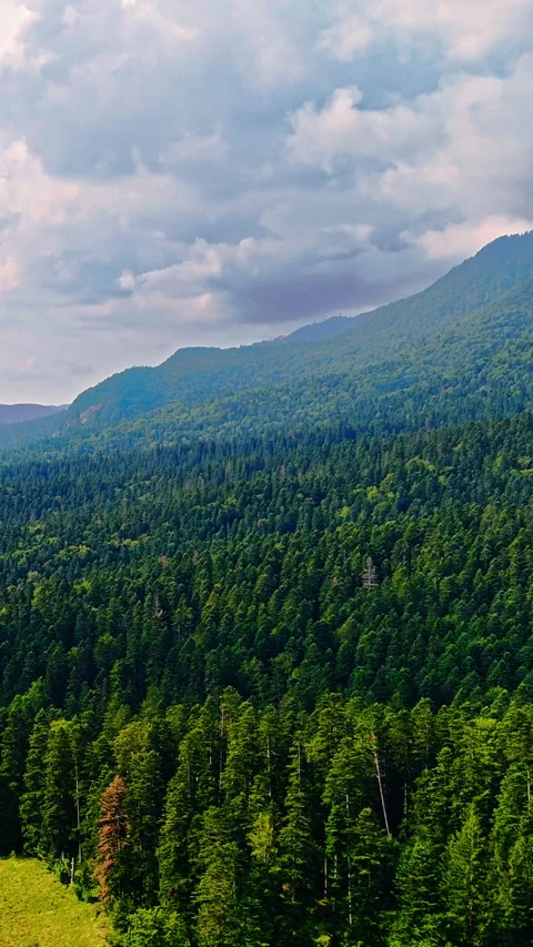 Dense forest blanket on mountain slopes, Romania Vertical video. 스톡 동영상 342928738