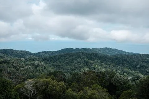 Dense forest blankets rolling hills under cloudy sky Stock Photos