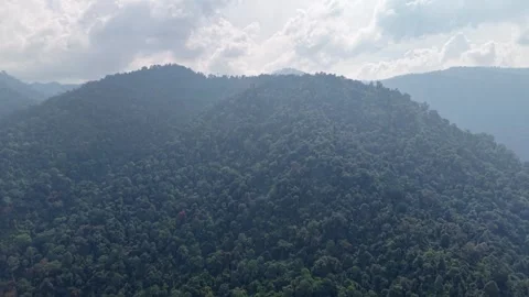 Dense forest blankets rolling mountains Vidéo 345504764