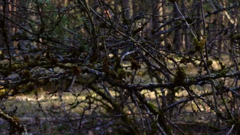Dense Forest Branches in Soft Light Stock Footage 332558774