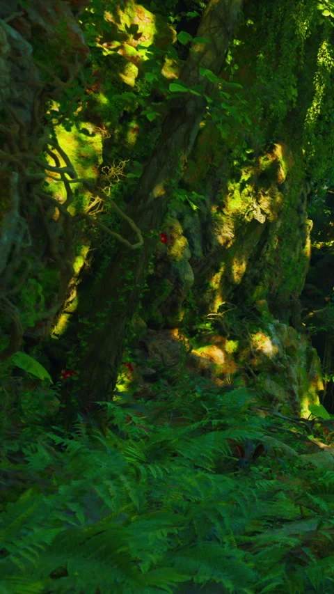 Dense forest with bright green foliage and sun filtering through trees Stock Footage 341984772