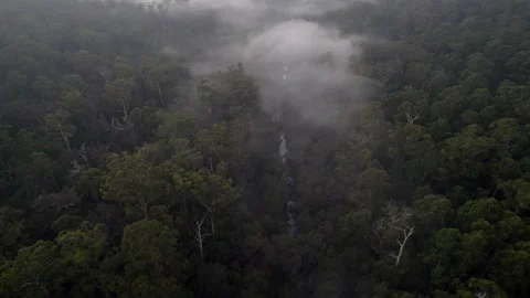 Dense forest bush outback tracking aerial view with river at dusk misty morning Stock Footage 154124807