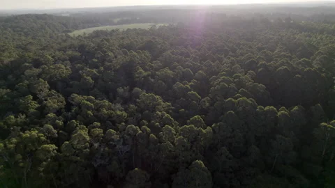 Dense forest bush outback tracking aerial view with lake ascending shot Stock Footage 154126307