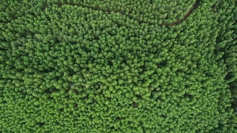 Dense Forest Canopy Aerial, Earth Textures Stock Footage 263513429