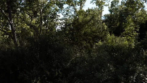 Dense Forest Canopy Aerial View of Lush Greenery Stock Footage 276878077
