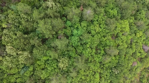 Dense Forest Canopy Aerial View in Rhodopes Bulgaria Stock Footage 345095657