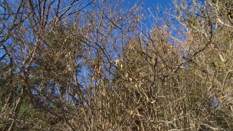 Dense forest canopy against blue sky Stock Footage 269978076