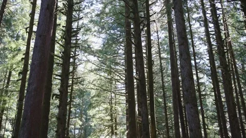 Dense Forest Canopy and Tall Trees in Sunlight Stock Footage 254982639