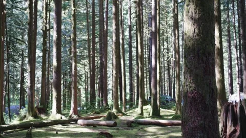 Dense Forest Canopy and Tall Trees in Sunlight Stock-Footage 254982692