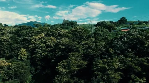 Dense forest canopy, cinematic forest drone, tranquil woodland scene Stock-Footage 311387733
