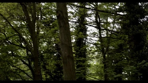 Dense forest canopy with dappled sunlight filtering through green leaves and Stock Footage 326369172