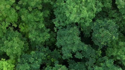 A dense forest canopy displays lush, vibrant green foliage from an aerial view Stock Footage 340851947