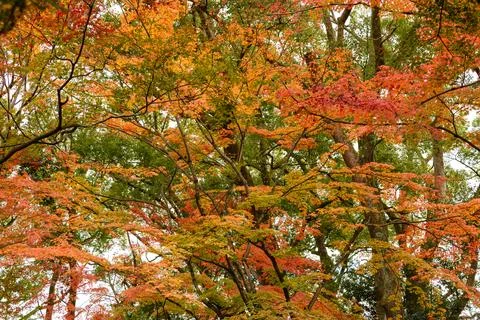 A dense forest canopy during autumn with intricate tree branches and leaves Stock Photos