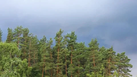 Dense forest canopy of green pine trees and lush foliage against dark dramatic Stock Footage 344846420