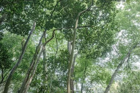 Dense Forest Canopy with Leaning Trunks and Filtered Light Stock Photos