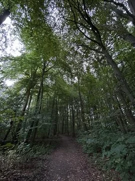 Dense forest canopy over winding dirt path through green woodland, shaded trail Stock Photos