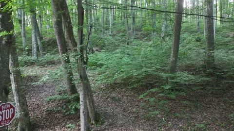 Dense forest canopy with piles of debris on the ground Stock Footage 337901389