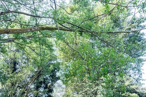 Dense Forest Canopy with Spreading Branches and Green Leaves Stock Photos