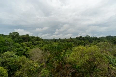 Dense forest canopy stretches beneath a cloudy sky Stock Photos