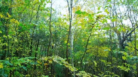 Dense Forest Canopy with Sunlit Green and Yellow Leaves 스톡 동영상 327193164