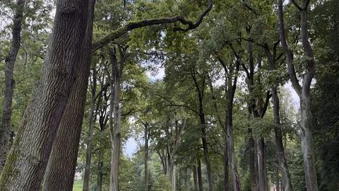Dense forest canopy with tall tree trunks and green foliage against a cloudy Stock Photos