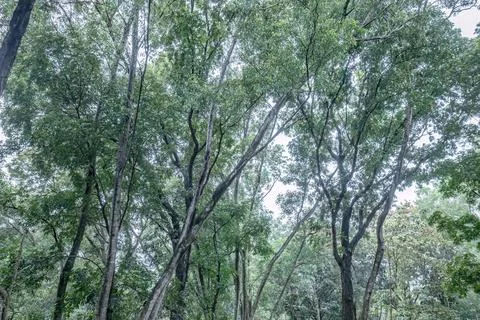 Dense forest canopy with tall trunks and green foliage Foto stock