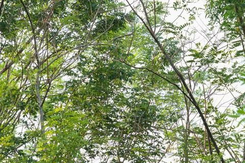 Dense forest canopy with thin tree branches and green leaves. Stock-Fotos