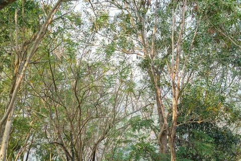 Dense forest canopy with thin tree branches and green leaves. Stock-Fotos