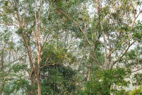 Dense forest canopy with thin tree branches and green leaves. Stock Photos