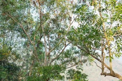 Dense forest canopy with thin tree branches and green leaves. Stock-Fotos