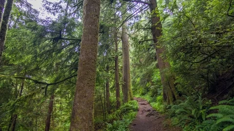 Dense Forest on Cape Falcon Trail, Oregon Coast Douglas-Fir, Ponderosa Pine, S Video stock 309313918