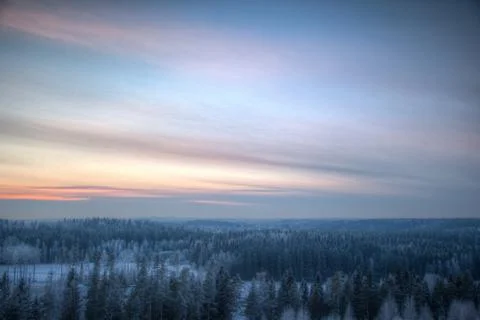 Dense forest on a cold winter evening Stock Photos