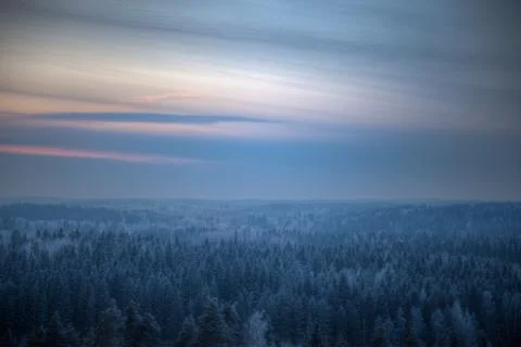 Dense forest on a cold winter evening Stock Photos