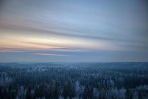 Dense forest on a cold winter evening Stock Photos
