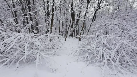 A dense forest is completely covered in fresh white snow.  Stock Footage 321832287