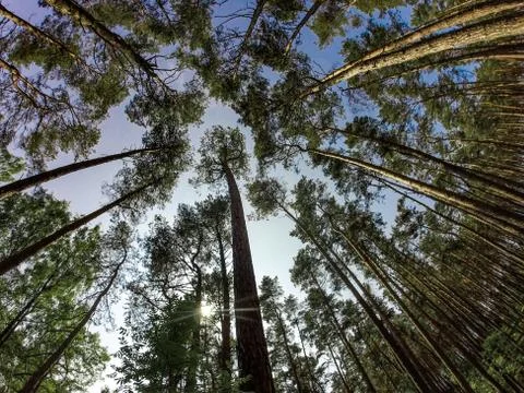 A dense forest with coniferous pine trees. Fish eye view towards Stock Photos