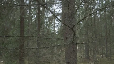 Dense Forest with Coniferous Trees and Barbed Wire Fence Stock Footage 330377626