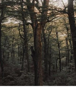 Dense Forest with countless tall trees Stock Photos