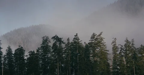 Dense forest covered with fog Stock Footage 97612733