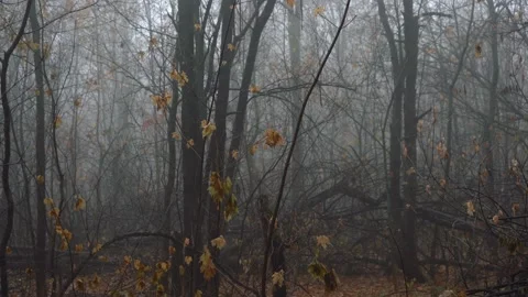 Dense forest covered with fog Video stock 158681835