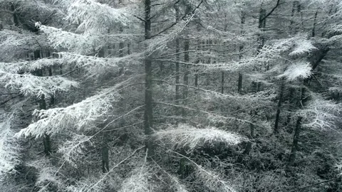 Dense forest covered in fresh winter snow with rime frost on pine branches Stock Footage 342119222