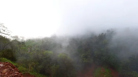 Dense forest covered with mist on an early morning, India 動画素材 119313814