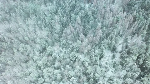Dense forest covered in snow at winter. Aerial view flying over trees. Stock Footage 168420785